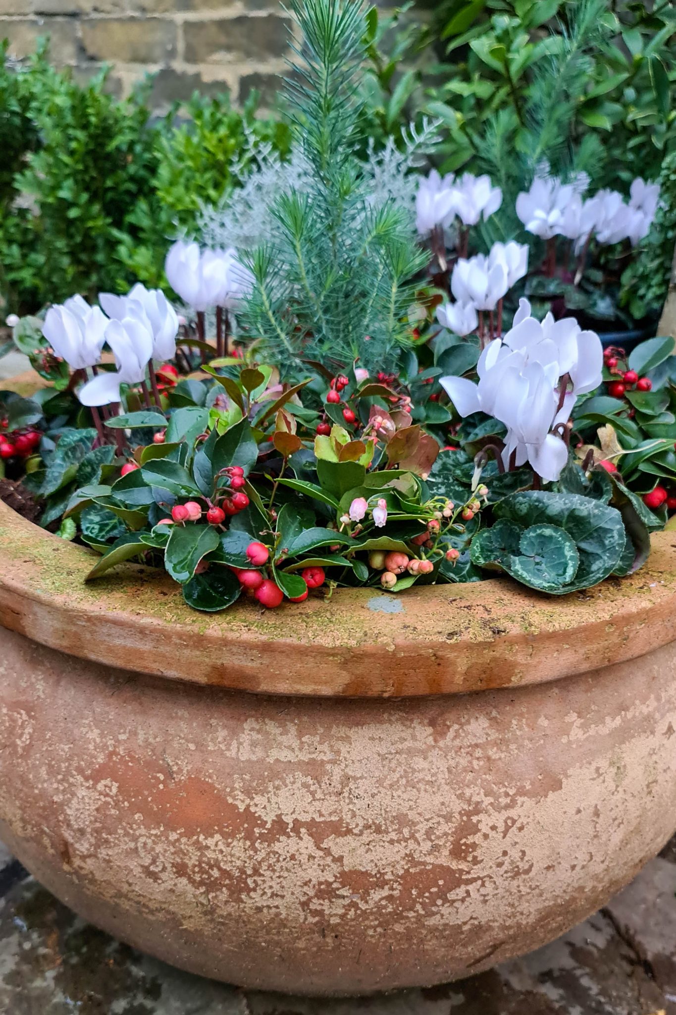 Winter pots really useful tips! The MiddleSized Garden Gardening