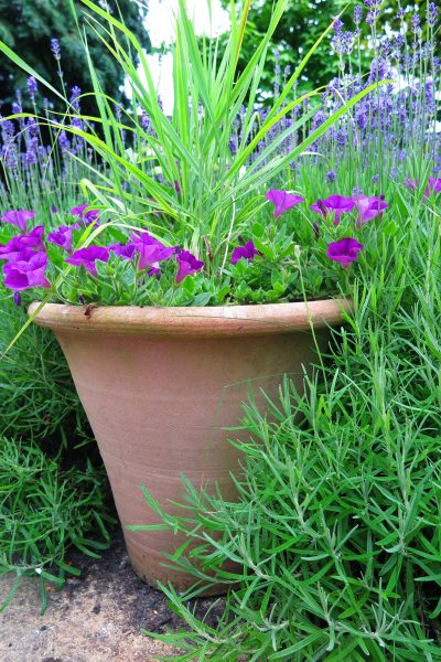 Panicum virgatum 'Shenandoah' for a low-maintenance garden pot