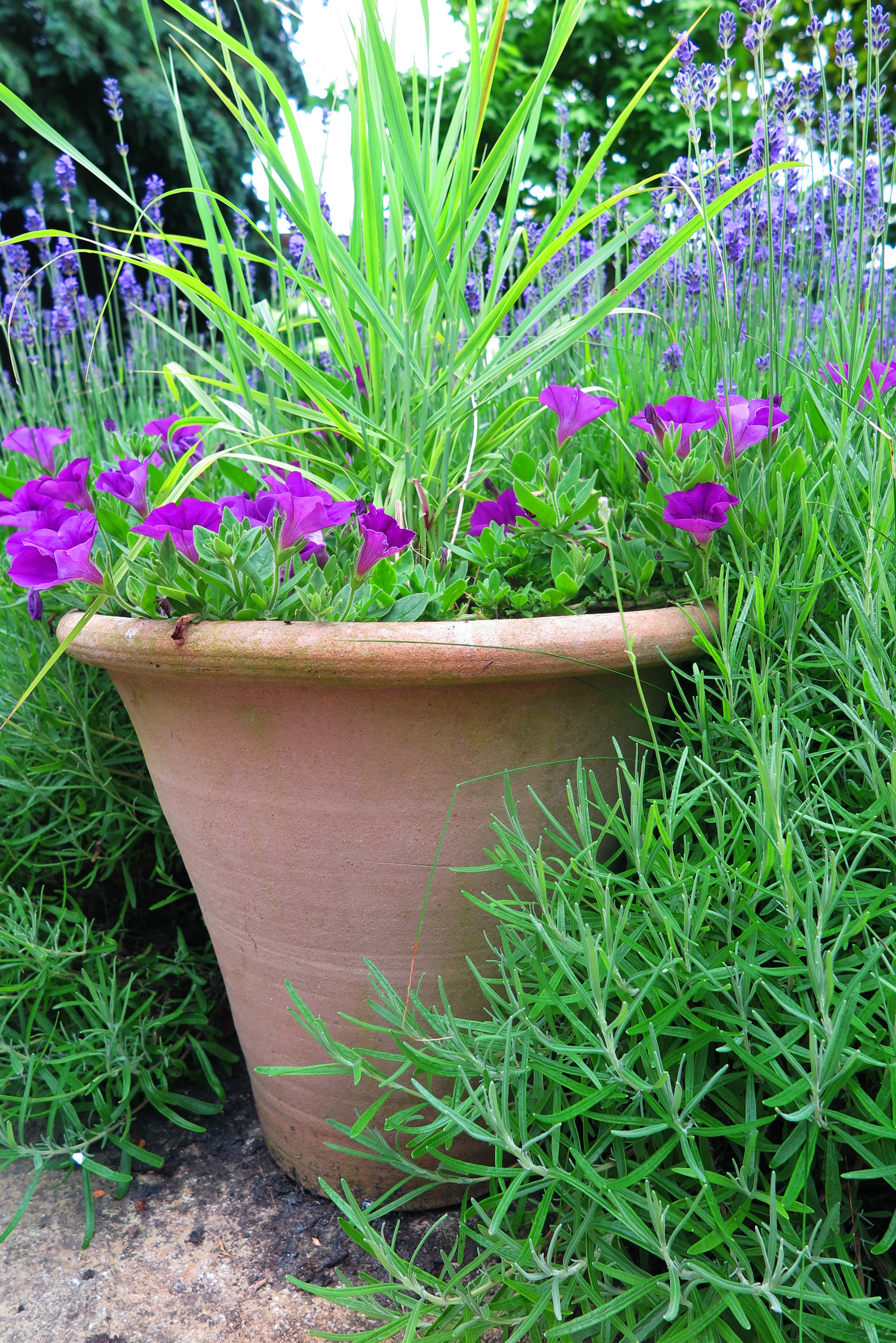 Low Maintenance Garden Pots, What Plants For Patio Pots