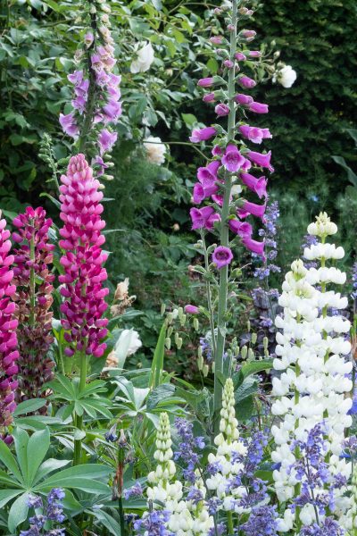 Best cottage garden flowers