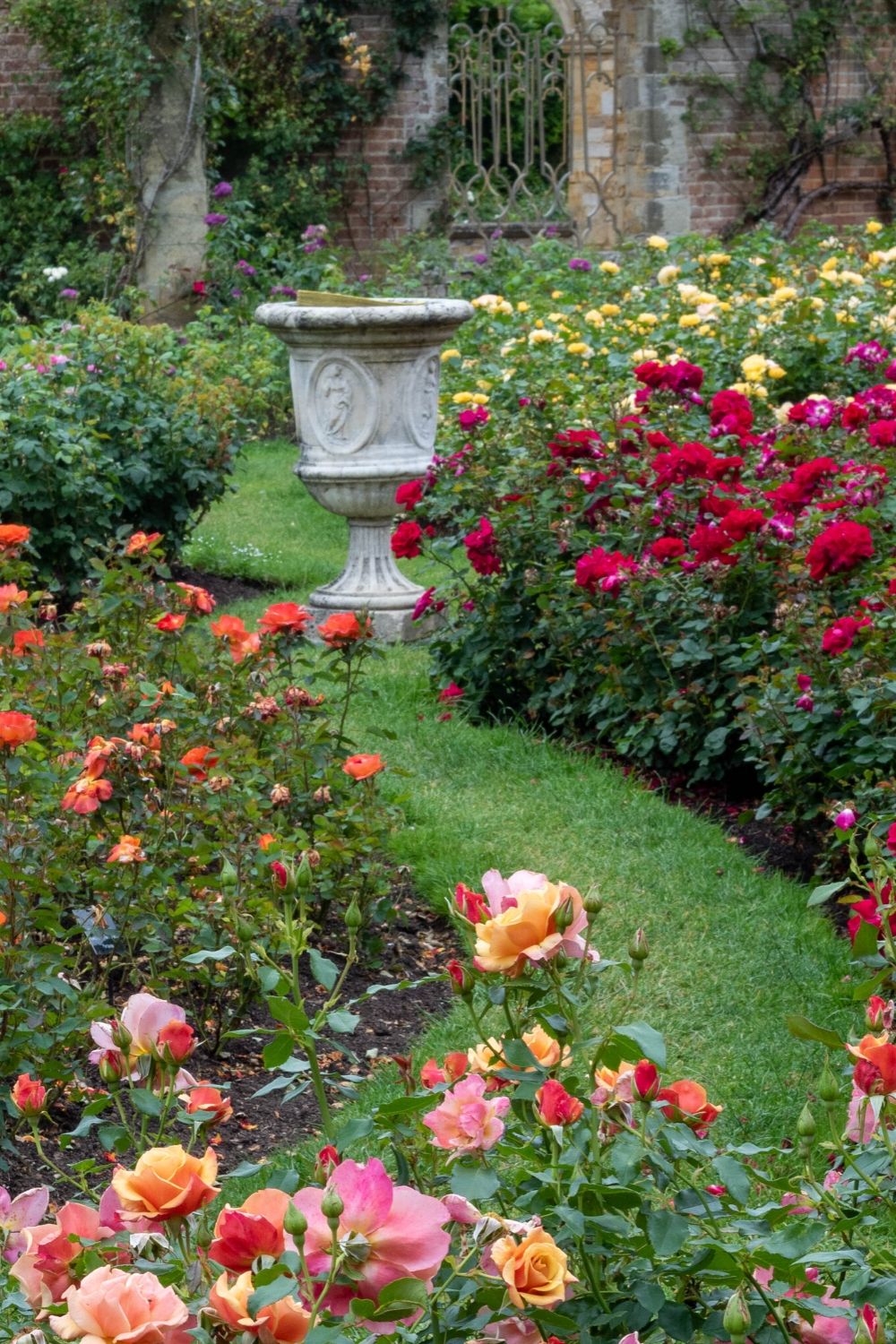 Growing roses expert tips from Hever Castle rose garden The Middle