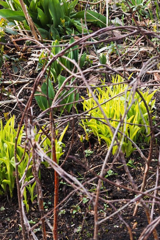 How to make natural plant supports from clippings The MiddleSized