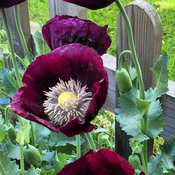 Self-seeded poppy in a front garden...a 'green' approach