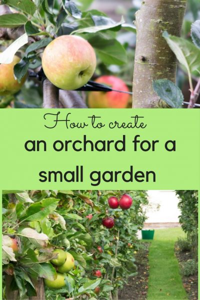 How to create an orchard for a small garden