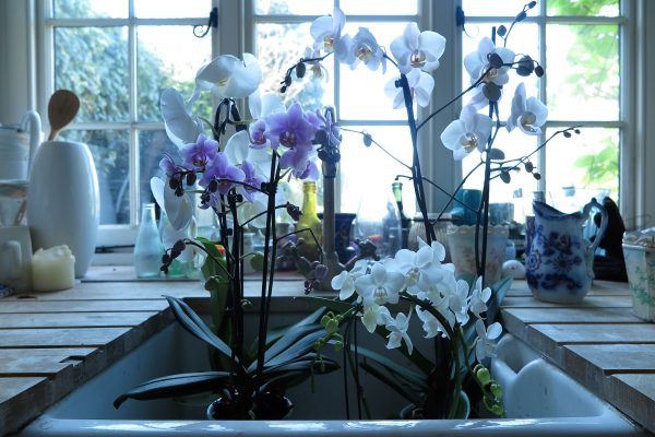Stand your orchids in the sink after watering