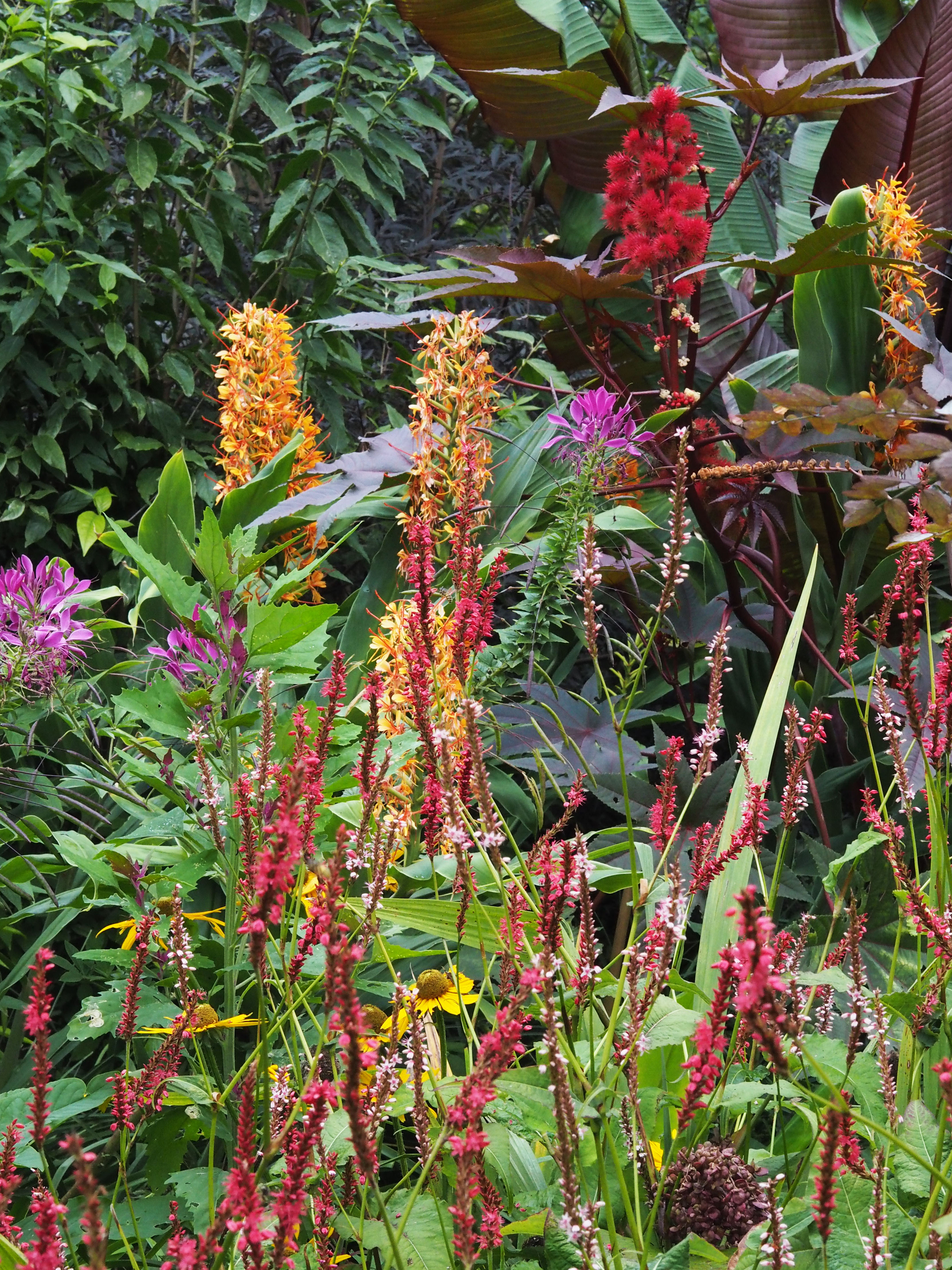Exotic colours and shapes - persicaria at the Salutation
