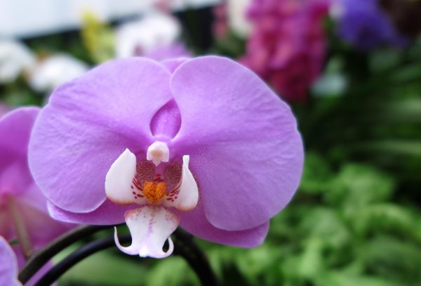 Phalaenopsis orchids come in hundreds of beautiful colours