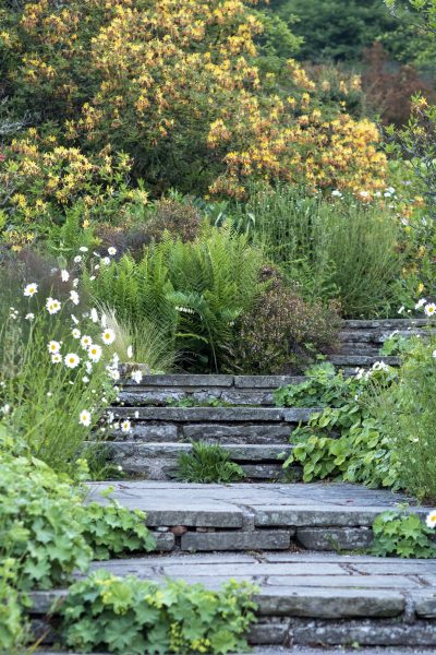 Garden steps with wild planting