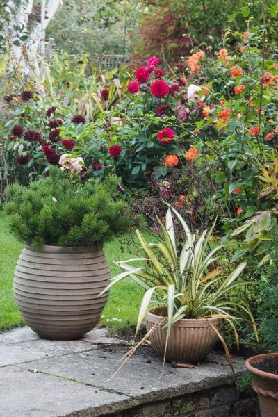 10 Easy Care Evergreen Pots For Year, Best Plants For Patio Pots Uk