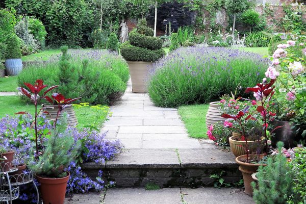 Low maintenance garden pot plants include topiary and heuchera