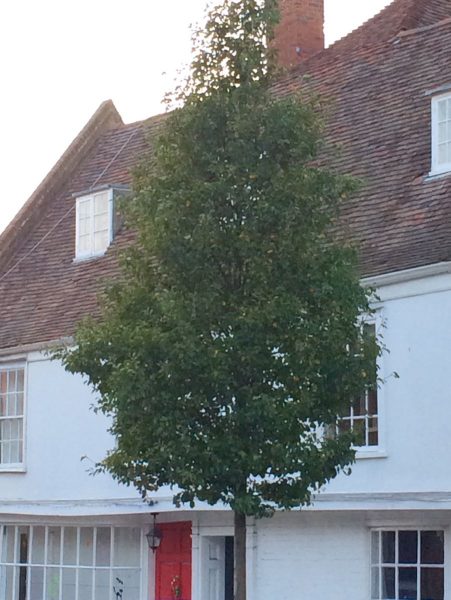 Pyrus calleyrana 'Chanticleer' is the perfect tree for privacy from the street
