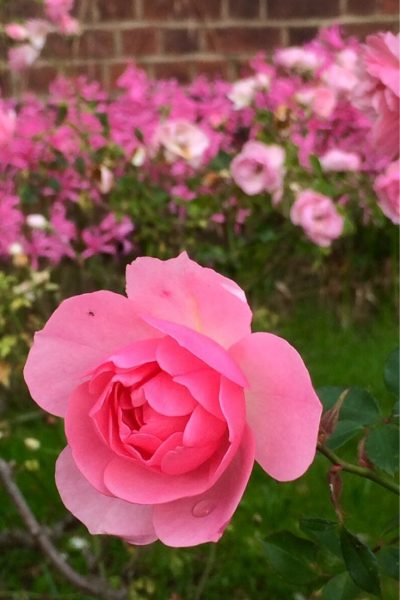 Repeat flowering Rosa 'Bonica'