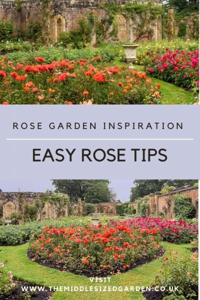 Growing roses tips