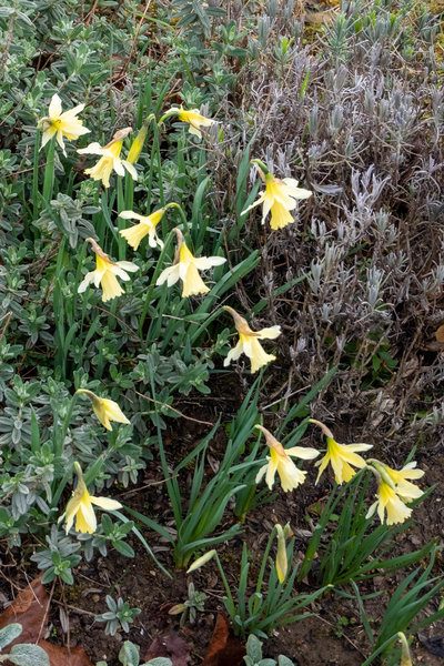 Pale yellow daffodil and grey foliage