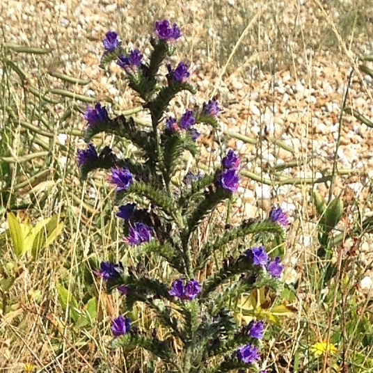 Vipers bugloss