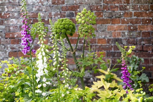 A Shady Border The Best And Easiest, Garden Plants That Like Shade Uk