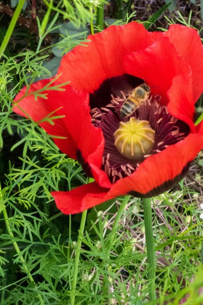 Self-seeded poppy in the Middlesized Garden