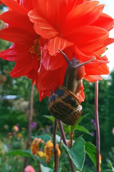 Keep snails off dahlias?