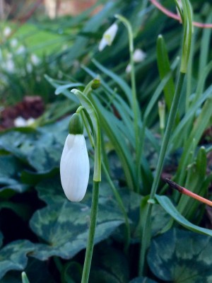 Photograph snowdrops with a green background