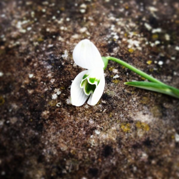 inside a snowdrop's petals