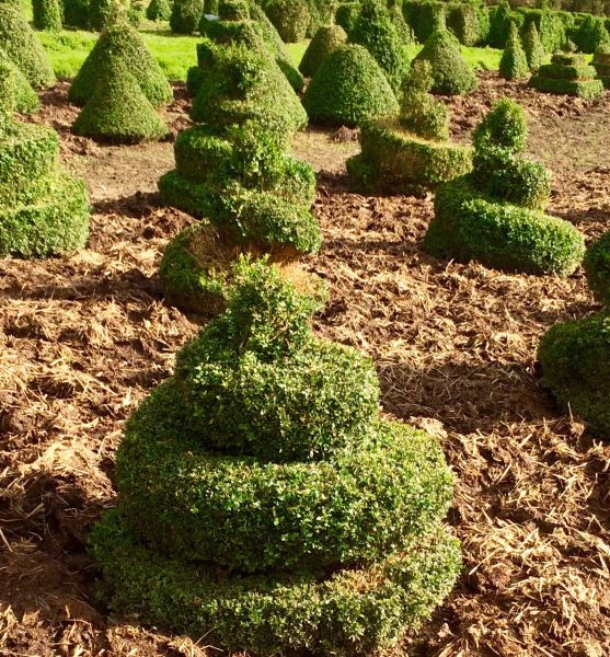 Spiral topiary growing in field