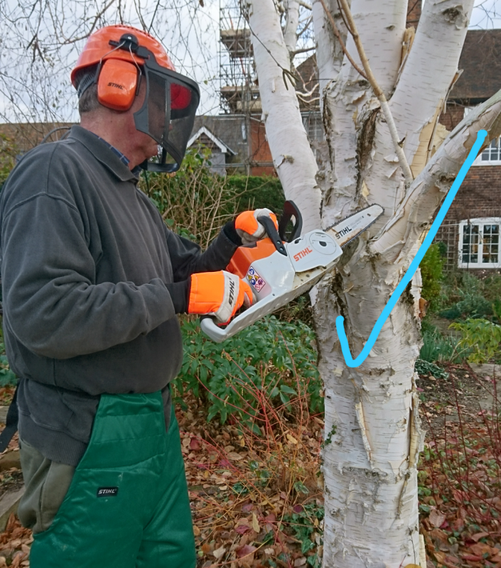 The correct position for sawing branches off a tree