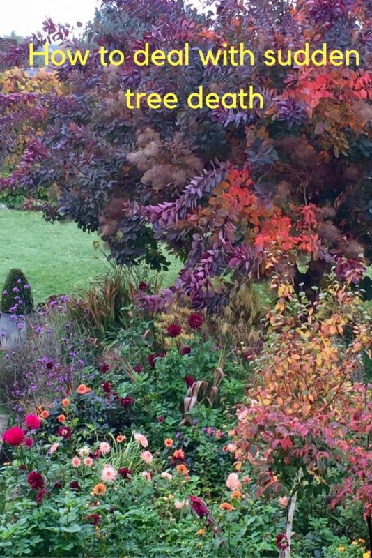 How to deal with sudden tree death
