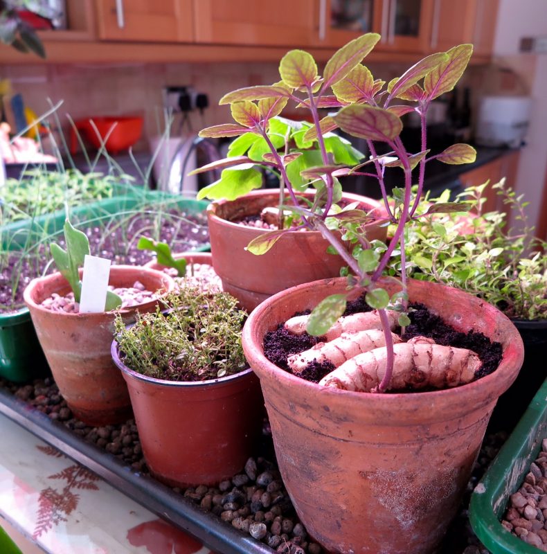Turmeric grown indoors
