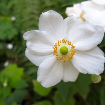 white anemones