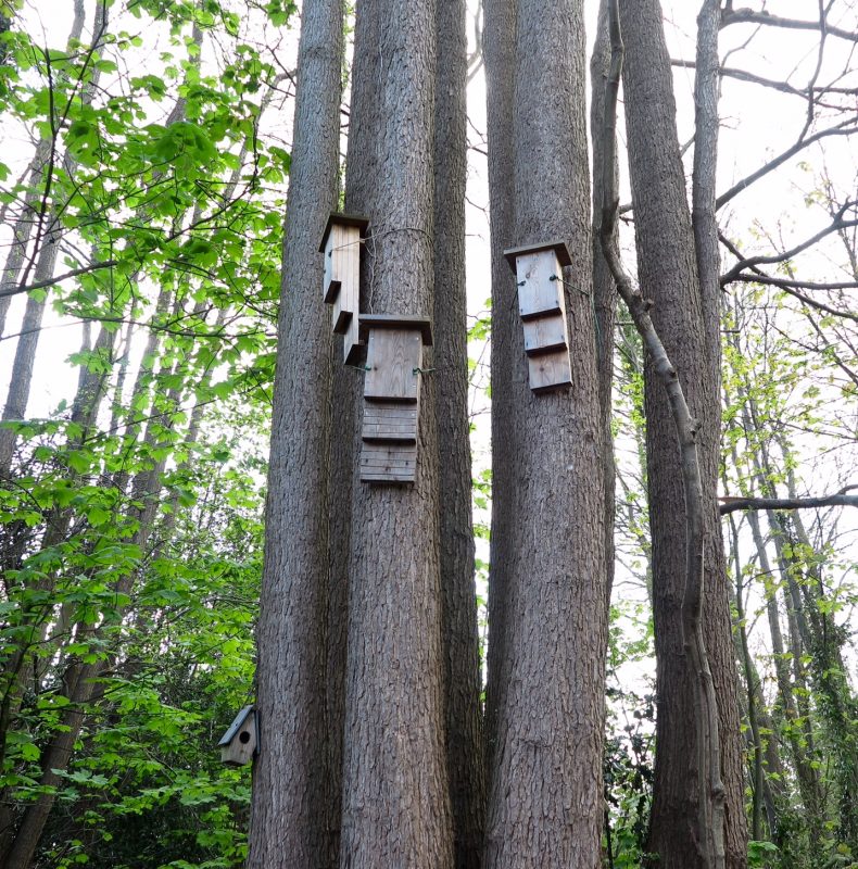 How to position bat boxes in trees