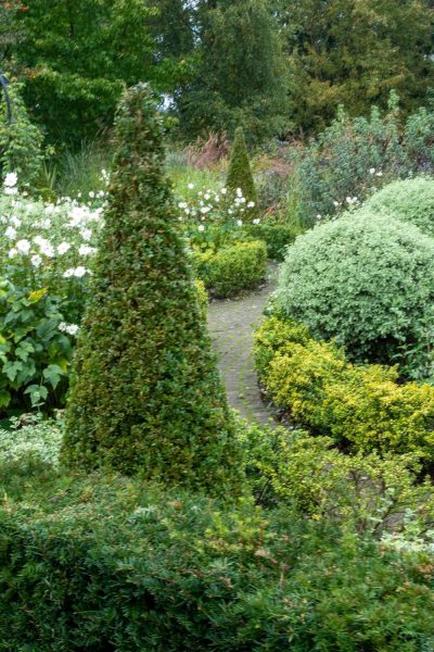 Contrast leaf colours in simple topiary